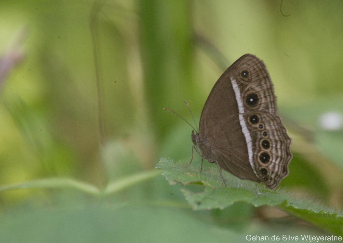 Mycalesis mineus Linnaeus, 1758